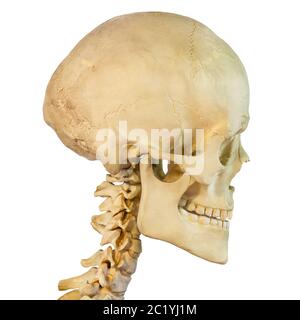Side view of an antique human skull isolated on a white background Stock Photo