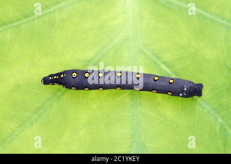 Studio shot of big black caterpillar on a leaf background Stock Photo ...