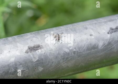 Unidentified Muscid / House fly resting on galvanized metal railing in summer sunshine. Disease, disease carriers concept. Fly close up, close-up shot Stock Photo