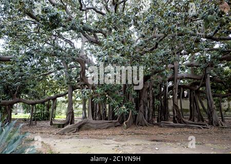 Gigantic ficus macrophylla, the arboreal cathedral of the botanical garden, in Palermo. Stock Photo