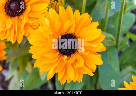 Rudbeckia hirta 'Goldilocks' a yellow orange herbaceous perennial summer autumn flower plant commonly known as Black Eyed Susan or Coneflower stock ph Stock Photo