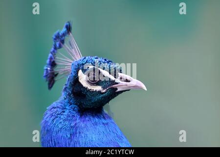 Portrait peacock Pavo cristatus Stock Photo