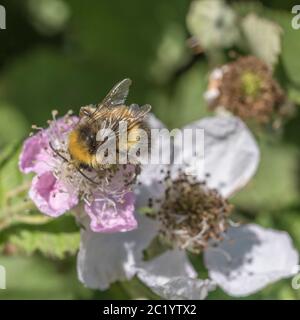 Close shot of unidentified Bumble Bee, Bumblebee / Bombus species foraging for pollen on Bramble flower in summer sunshine. Insects UK. Stock Photo