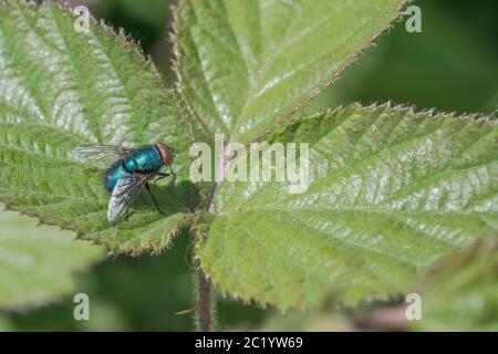 Macro shot male Common Greenbottle / Lucilia caesar on leaves of common Bramble in summer sunshine. Fly close up, close-up shot fly. Insects UK. Stock Photo