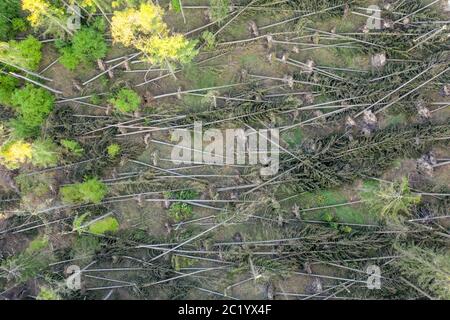 May 21, 2020, Glashutten (Hessen): Numerous fallen spruces lie near the glass head in the forest. A storm in early May caused severe forest damage in parts of the Taunus. (Aerial view with a drone) | usage worldwide Stock Photo