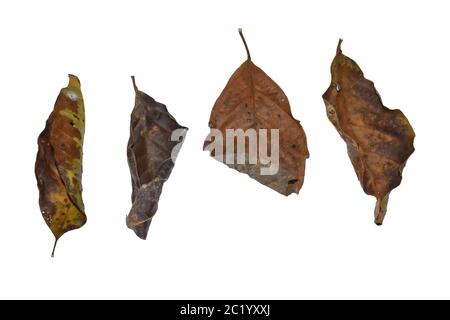 Dry leaf isolated on white background. with clipping path Stock Photo
