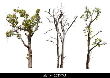 Collection trees without leaves isolated on white background. Stock Photo