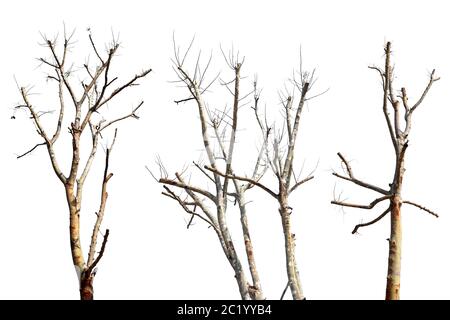 Collection trees without leaves isolated on white background. Stock Photo
