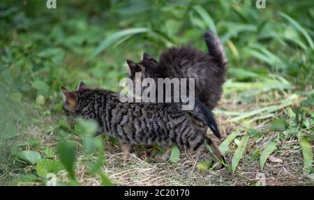 Funny kittens hunt in the green garden. Two cute kittens are playing in the park. Stock Photo