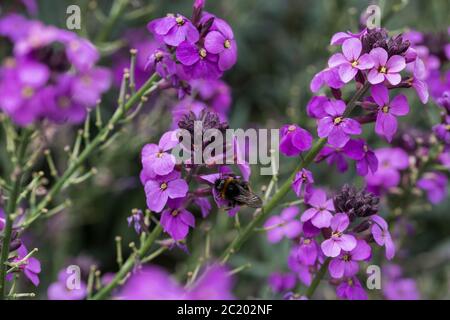 Erysimum Bowles's Mauve, perennial wallflower in full purple flower with bumblebee Stock Photo