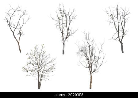 Collection trees without leaves isolated on white background. with clipping path. Stock Photo