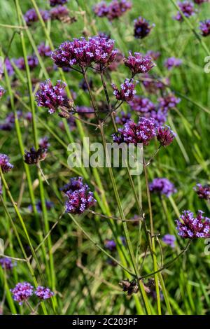 Verbena bonariensis a purple herbaceous perennial summer autumn flower plant commonly known as purple top or Argentinian vervain Stock Photo