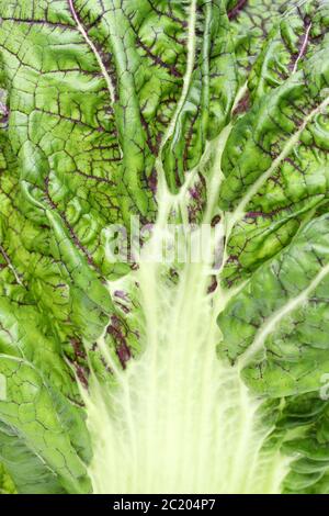 Texture of green vegetable leaf full frame. natural background, takana leaf fibers Stock Photo