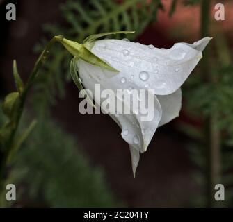 Campanula Persicifolia - White variant Stock Photo