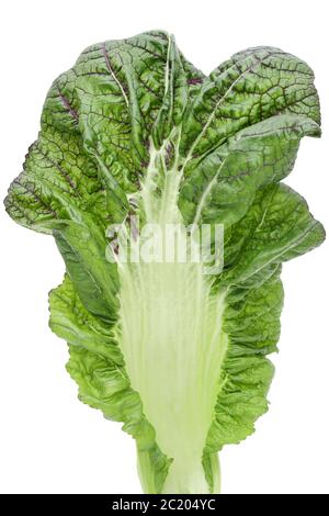 Texture of green vegetable leaf close-up, takana leaf fibers Stock Photo