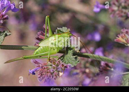 Nymph Large Green hay horse Tettigonia viridissima on lavender Stock Photo