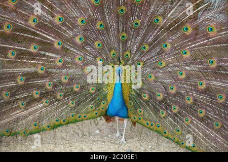 Blue Peacock. A male blue peacock with colorful open feathers filling the entire frame Stock Photo