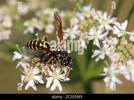 French or Gallic field wasp Polistes dominula Stock Photo