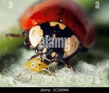 Ladybird feeding on aphids Stock Photo