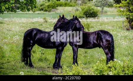 Two Friesian Horses in a pasture in Uppland, Sweden. The Friesian (also Frizian) is a horse breed originating in Friesland, in the Netherlands.