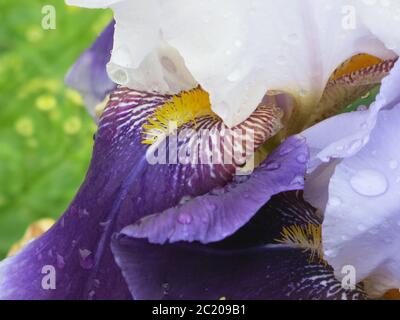 Close-up of a bearded purple / lilac iris with a yellow beard and raindrops on the petals. Stock Photo