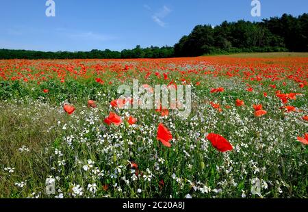 red poppies in field, stody, north norfolk, england Stock Photo