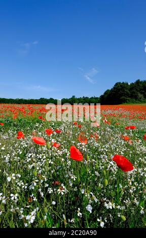 red poppies in field, stody, north norfolk, england Stock Photo