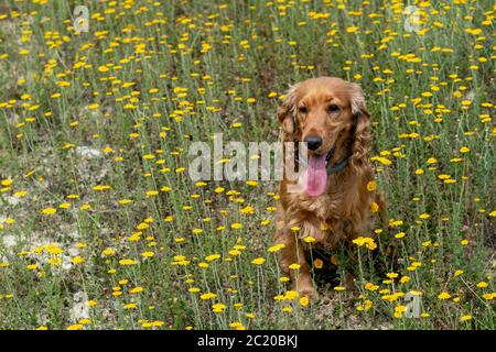 happy cocker spaniel jumping on yellow spring daisy flowers Stock Photo