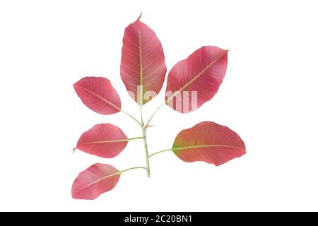 Twig sacred fig leaf ( bodhi leaf )  isolated on white background. with clipping path Stock Photo