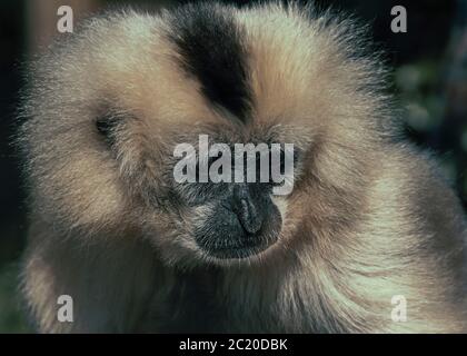 Cute Portrait of a Gibbon Stock Photo