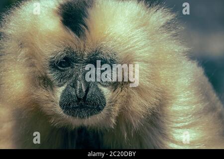 Cute Portrait of a Gibbon Stock Photo