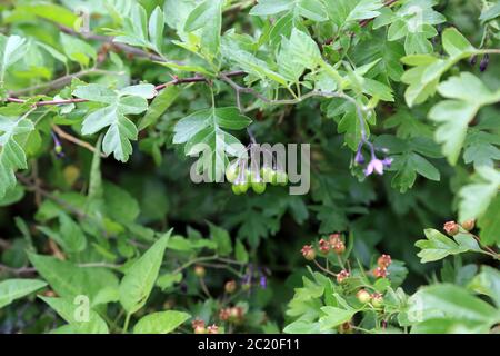 Deadly nightshade (belladonna) flower and berries in hedge on the outskirts of Brabourne, Kent, England, United Kingdom Stock Photo