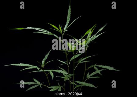 Cannabis leaf on the black isolate background Stock Photo