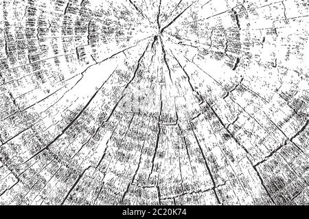 Natural wood annual ring trunk texture isolated on white background. Seamless pattern Grunge effect Old vintage style illustrations Stock Vector