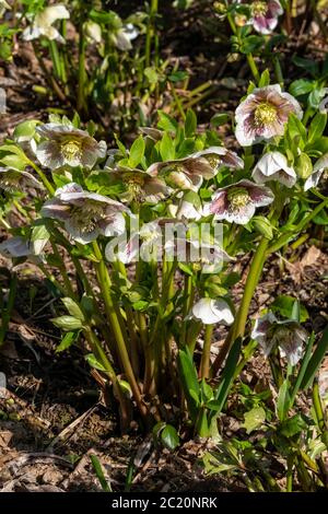Helleborus x hybridus 'White Lady Spotted' a winter springtime flower plant commonly known as Christmas Rose Stock Photo