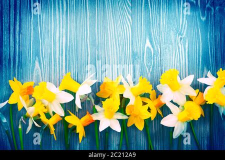 Daffodil flowers on blue wooden background Stock Photo