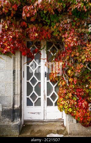A distressed white wooden and glass door, surrounded by vibrant red and green climbing ivy. Stock Photo