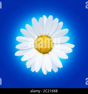 Isolated white daisy flower on a blue packground, back lit with a strong rim light and graduated glow behind the flower. Stock Photo