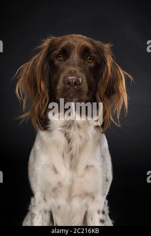 Portrait of a female small munsterlander dog, heidewachtel, on black background Stock Photo