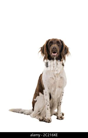 Portrait of a two year old female small munsterlander dog ( heidewachtel ) sitting isolated on white background Stock Photo