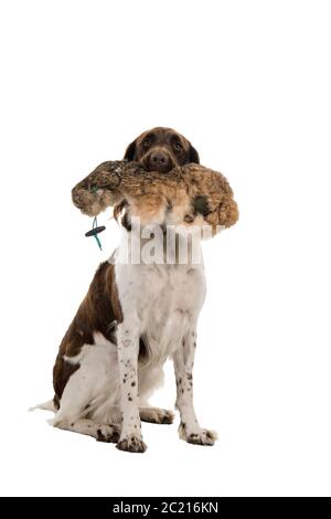 Portrait of a two year old female small munsterlander dog ( heidewachtel ) sitting isolated on white background Stock Photo