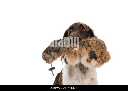 Close up portrait of a two year old female small munsterlander dog ( heidewachtel ) sitting with a hunting dummy in her mouth isolated on white backgr Stock Photo