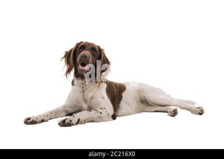 Portrait of a two year old female small munsterlander dog ( heidewachtel ) lying down isolated on white background Stock Photo