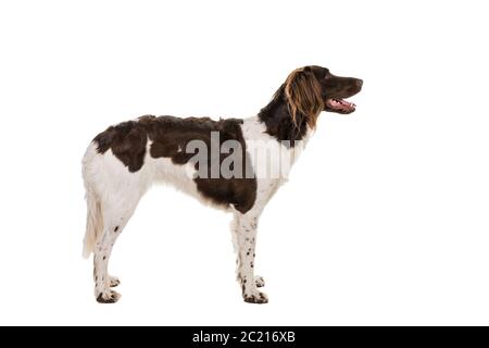 Portrait of a two year old female small munsterlander dog ( heidewachtel ) staning side ways isolated on white background Stock Photo