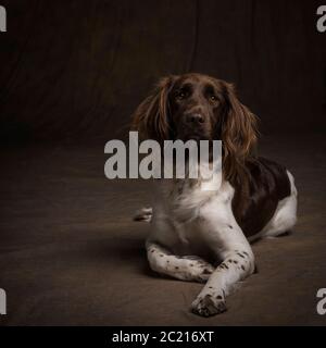 Portrait of a female small munsterlander dog, heidewachtel, lying down on brown background Stock Photo