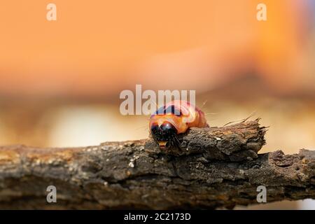 Caterpillar of a goat moth (Cossus Cossus) on the bark of a tree Stock Photo