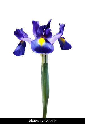 A single beautiful blue Iris flower, isolated on a plain white background. Stock Photo