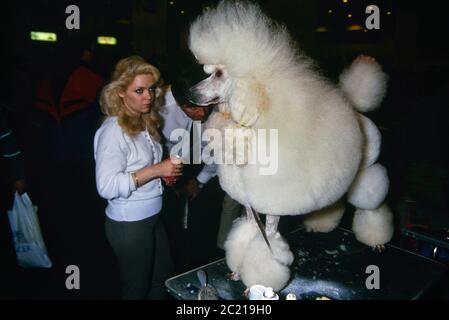 Standard Poodle show dog. Crufts dog show. Earls Court. London. Circa 1989 Stock Photo