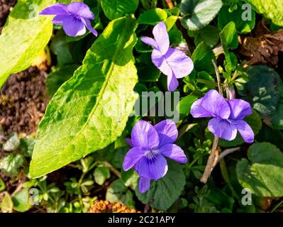 Viola odorata known as wood, sweet, English, common, florist's, or garden violet - wild spring flowers in British park - Stowe, Buckinghamshire, United Kingdom Stock Photo