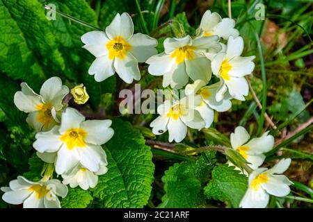 Primula vulgaris known as common primrose or English primrose - wild spring flowers in British park - Stowe, Buckinghamshire, United Kingdom Stock Photo